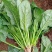 菠菜大叶菠菜22到28公分标菜