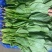菠菜大叶菠菜22到28公分标菜