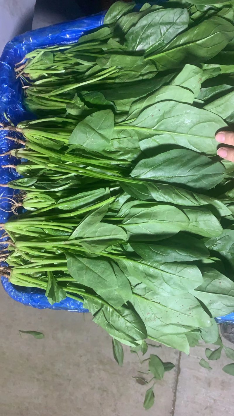 菠菜大叶菠菜22到28公分标菜