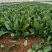菠菜大叶菠菜22到28公分标菜