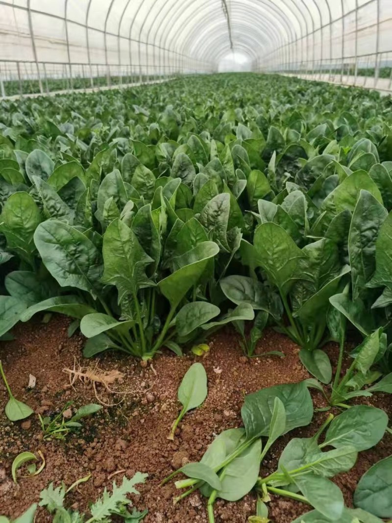 菠菜大叶菠菜22到28公分标菜