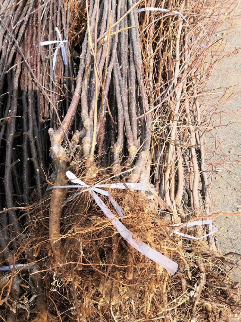 核桃苗1-3公分2年苗物流包邮，现挖现发