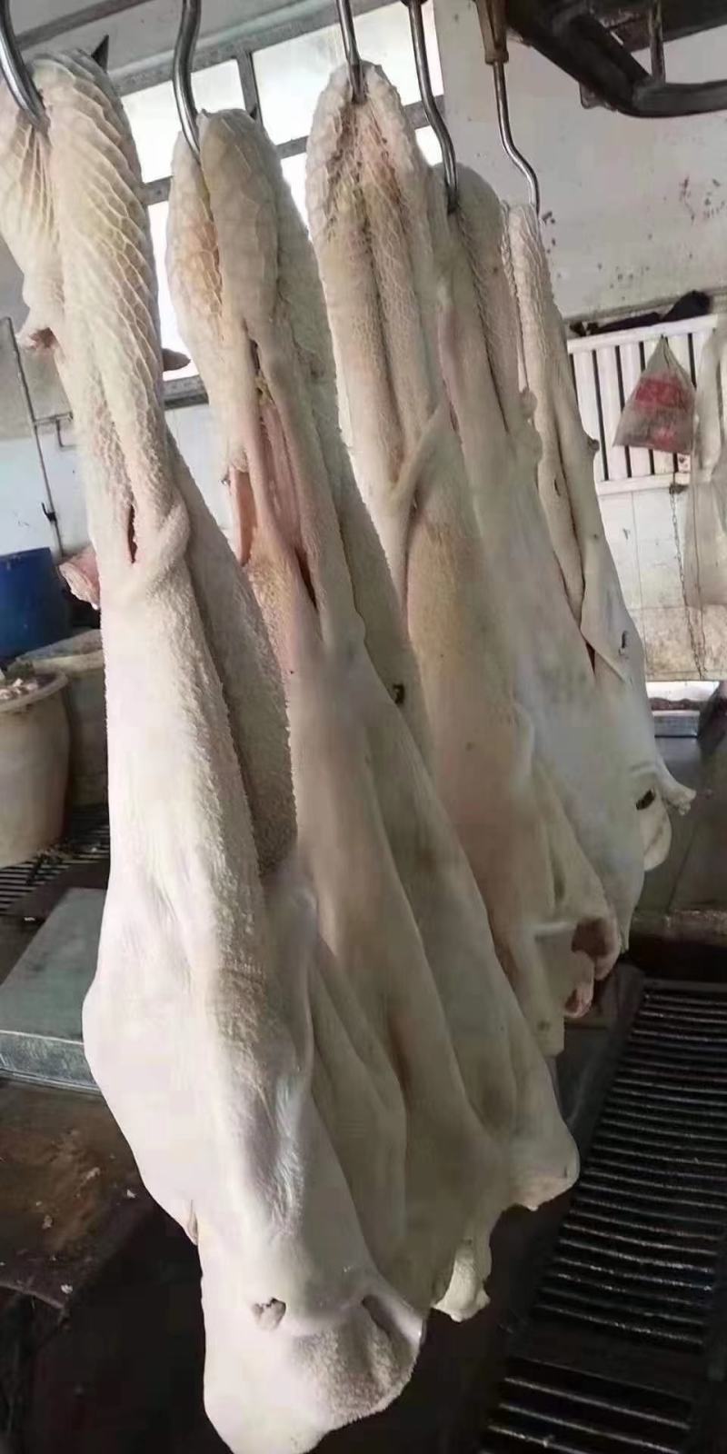 半成品牛肚干净去油出成高长期有货
