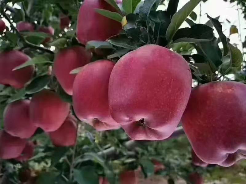 花牛苹果