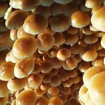 金针菇菌种