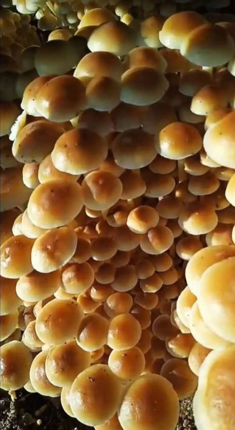 金针菇菌种