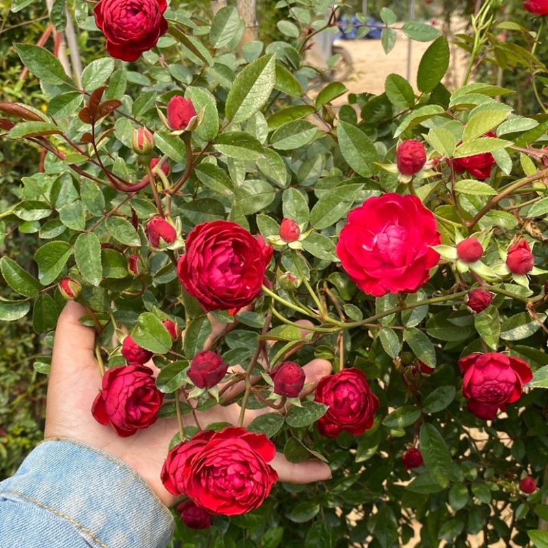 红木香花四季红色爬藤植物特大花苗盆栽攀爬浓香花卉黄木香