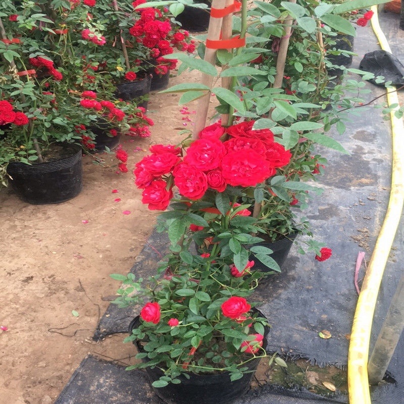红木香花四季红色爬藤植物特大花苗盆栽攀爬浓香花卉黄木香
