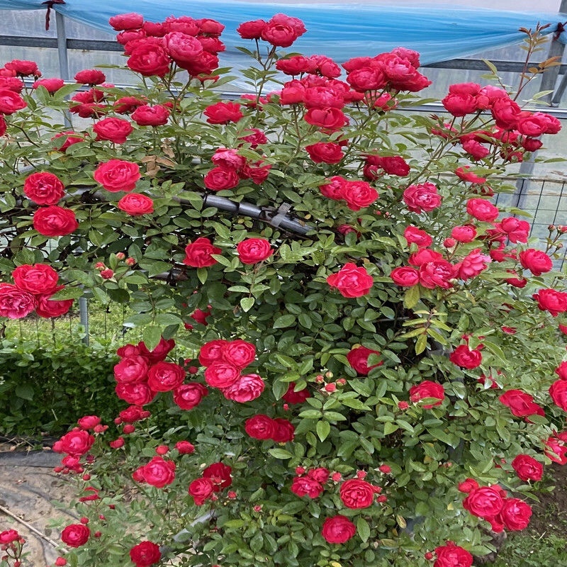 红木香花四季红色爬藤植物特大花苗盆栽攀爬浓香花卉黄木香