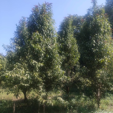 龙柱碧桃