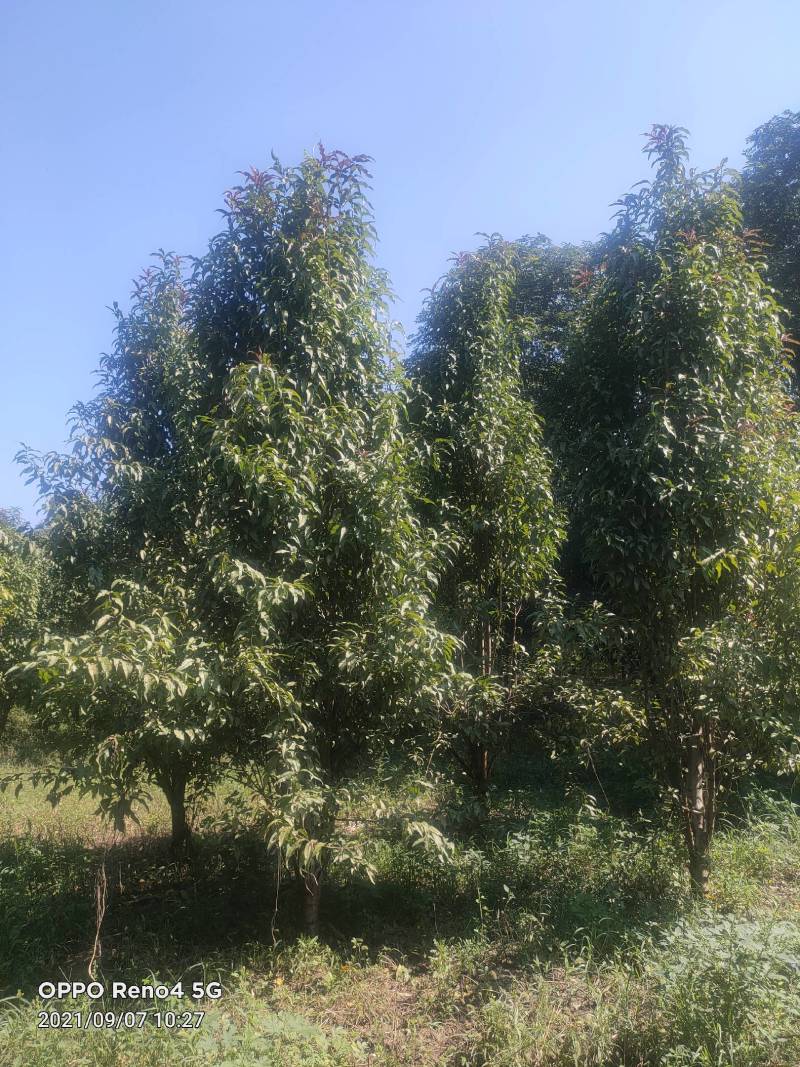 龙柱碧桃