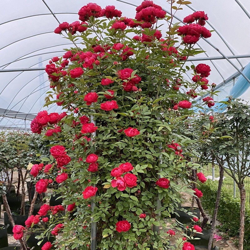 红木香花四季红色爬藤植物特大花苗盆栽攀爬浓香花卉黄木香