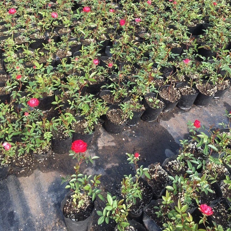 红木香花四季红色爬藤植物特大花苗盆栽攀爬浓香花卉黄木香