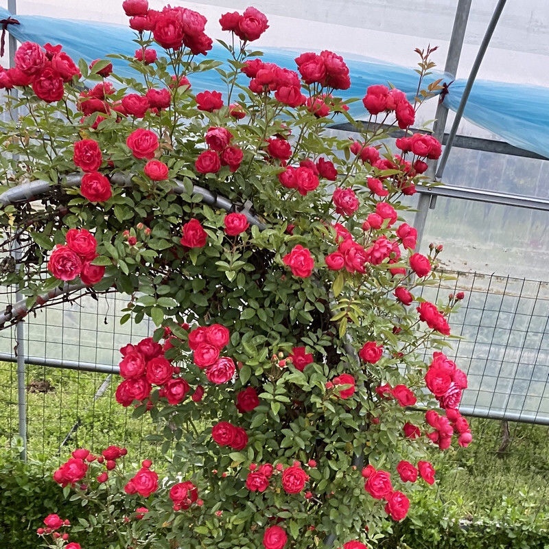 红木香花四季红色爬藤植物特大花苗盆栽攀爬浓香花卉黄木香