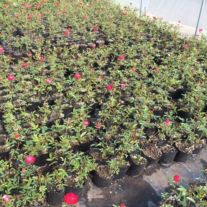 红木香花四季红色爬藤植物特大花苗盆栽攀爬浓香花卉黄木香
