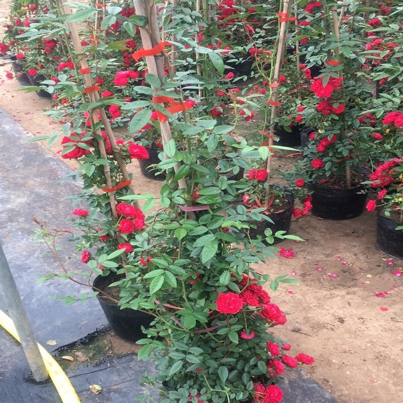 红木香花四季红色爬藤植物特大花苗盆栽攀爬浓香花卉黄木香