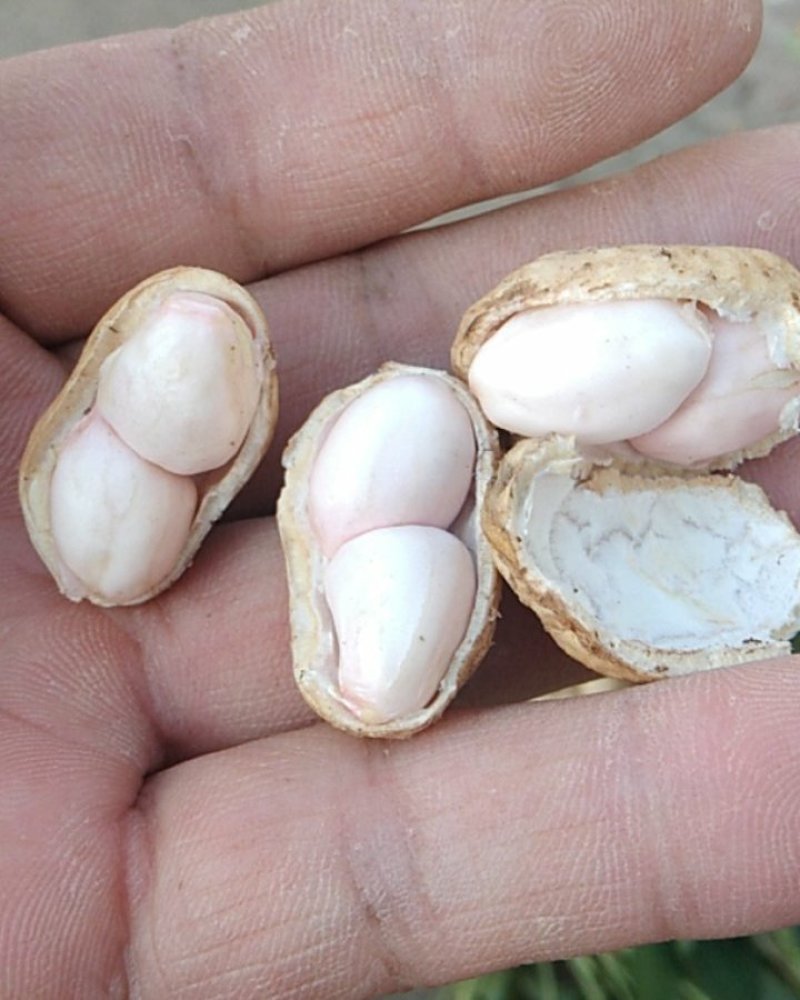 308罗汉花生手剥种子米纯度96%以上和手捡种果一手货源
