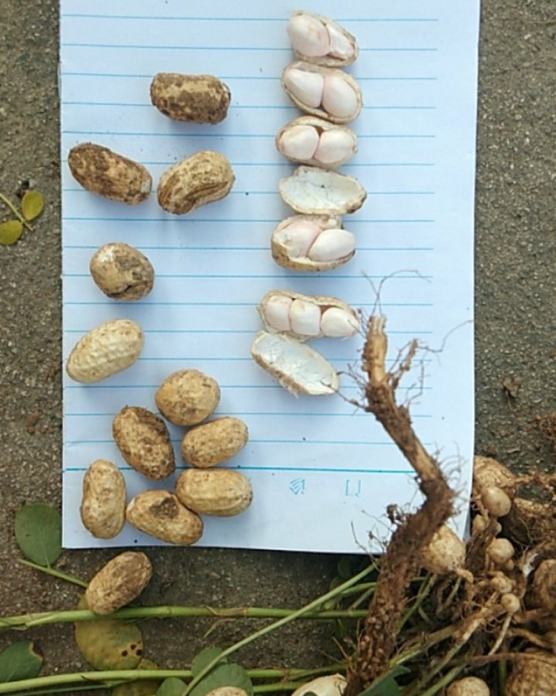 308罗汉花生手剥种子米纯度96%以上和手捡种果一手货源