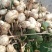 308罗汉花生手剥种子米纯度96%以上和手捡种果一手货源