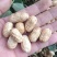 308罗汉花生手剥种子米纯度96%以上和手捡种果一手货源