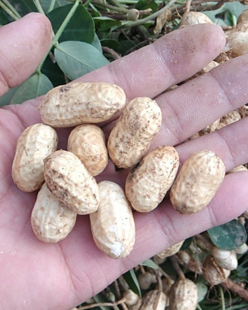 308罗汉花生手剥种子米纯度96%以上和手捡种果一手货源