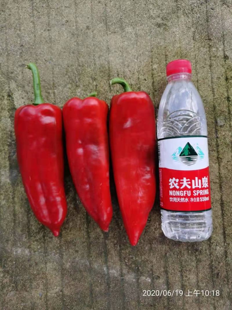 萧新青红帅辣椒种子鲜食红泡椒种子牛角形辣椒大果光椒