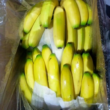 香蕉