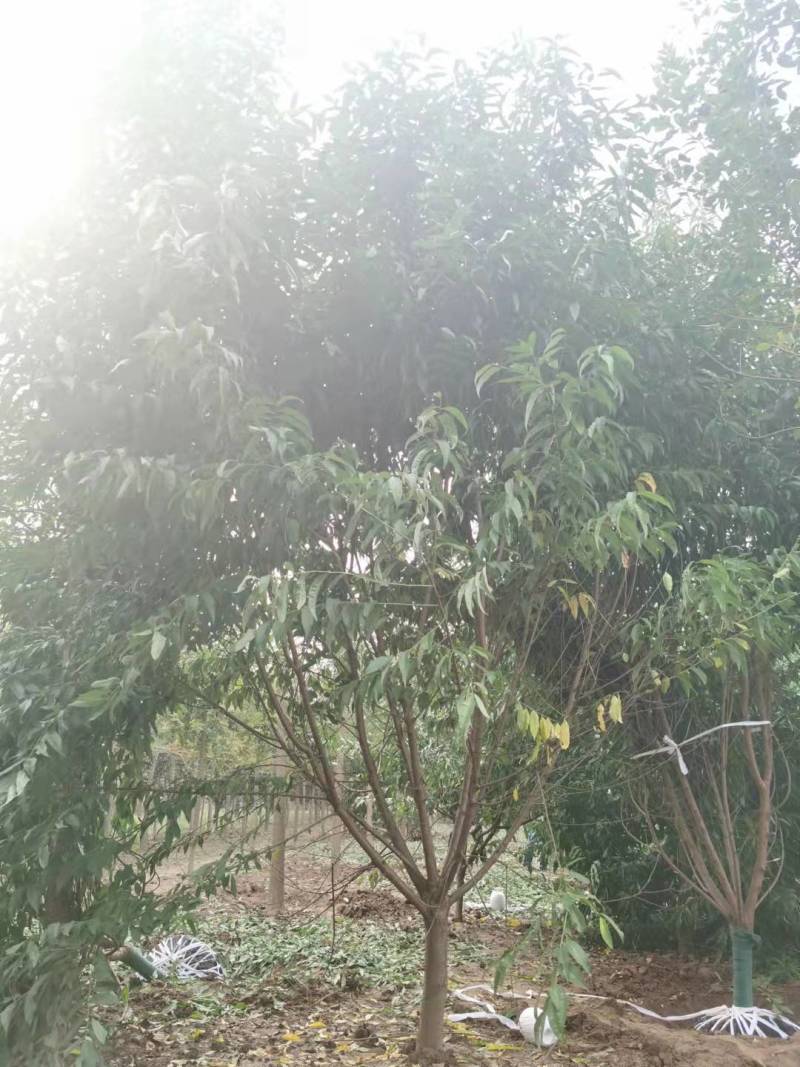 红叶碧桃