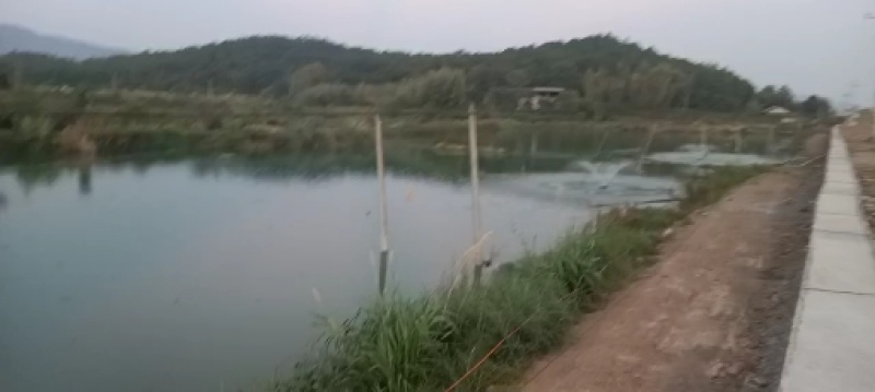白鲢批发，本养殖场有大量的草鱼花鲢鲫鱼埃及塘鲺鱼批发