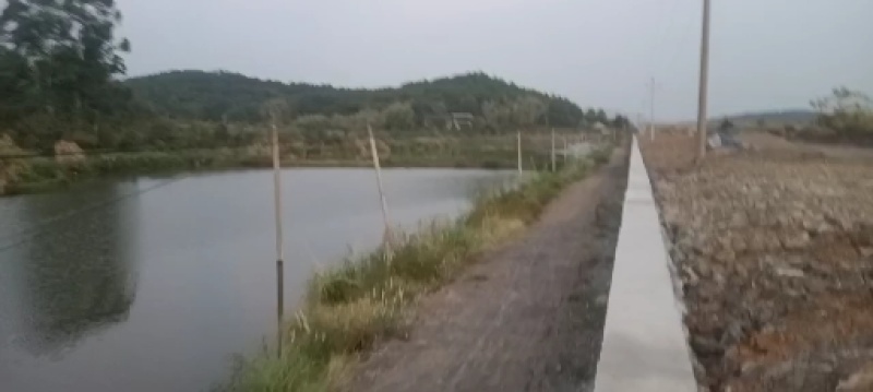 白鲢批发，本养殖场有大量的草鱼花鲢鲫鱼埃及塘鲺鱼批发