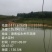 中科三号鲫鱼有大量各种规格长期供应，量大可优惠欢迎来扰。