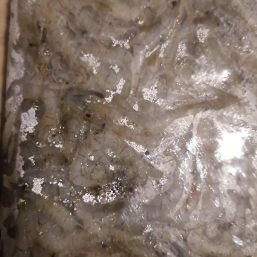 虾米