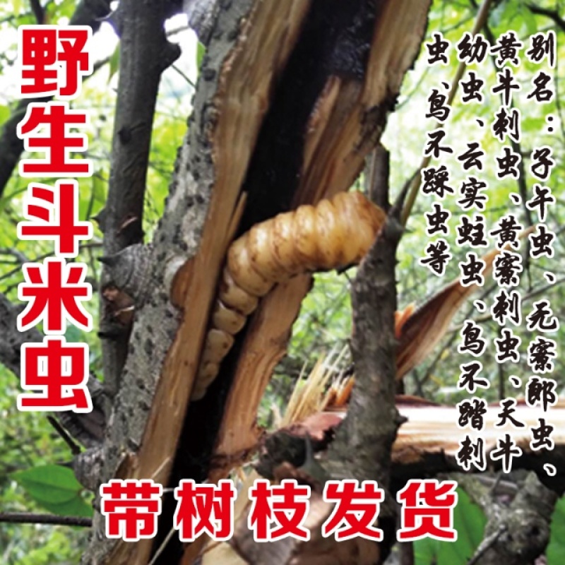 斗米虫云实蛀虫天牛幼虫子午虫柴虫带树枝发货