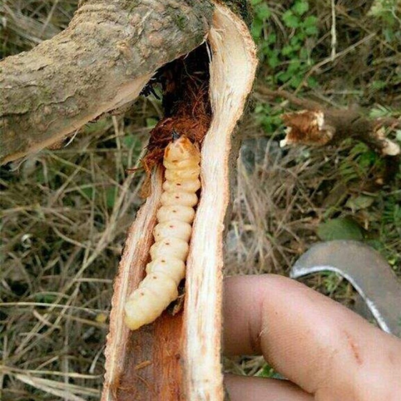 斗米虫云实蛀虫天牛幼虫子午虫柴虫带树枝发货