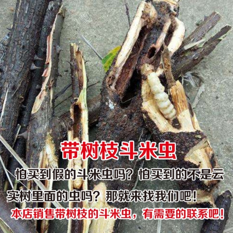 斗米虫云实蛀虫天牛幼虫子午虫柴虫带树枝发货