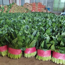 大叶菠菜，大量供应，产地批发，一手货源，价格实惠
