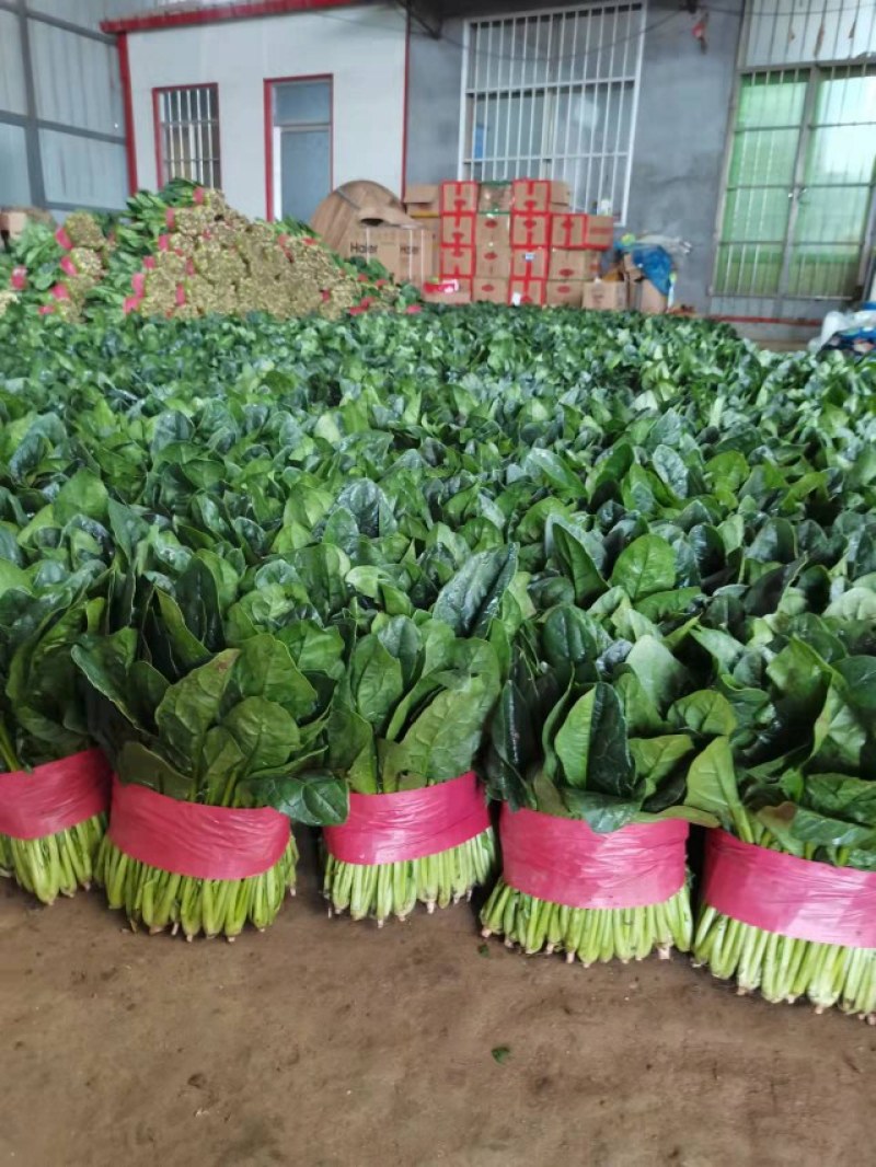 大叶菠菜，大量供应，产地批发，一手货源，价格实惠