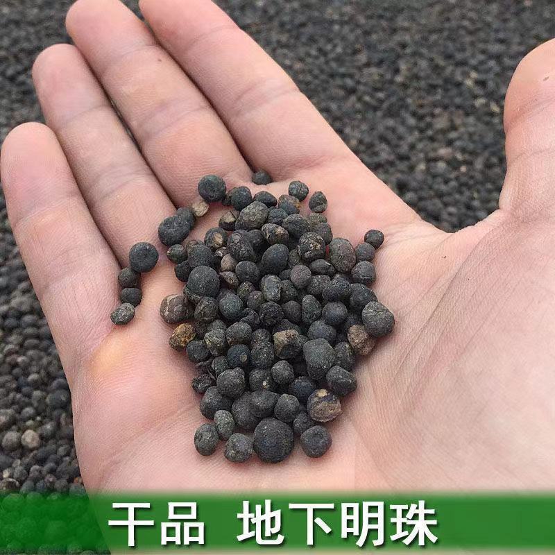 地下明珠陈伤子一粒金丹干货各种中药材