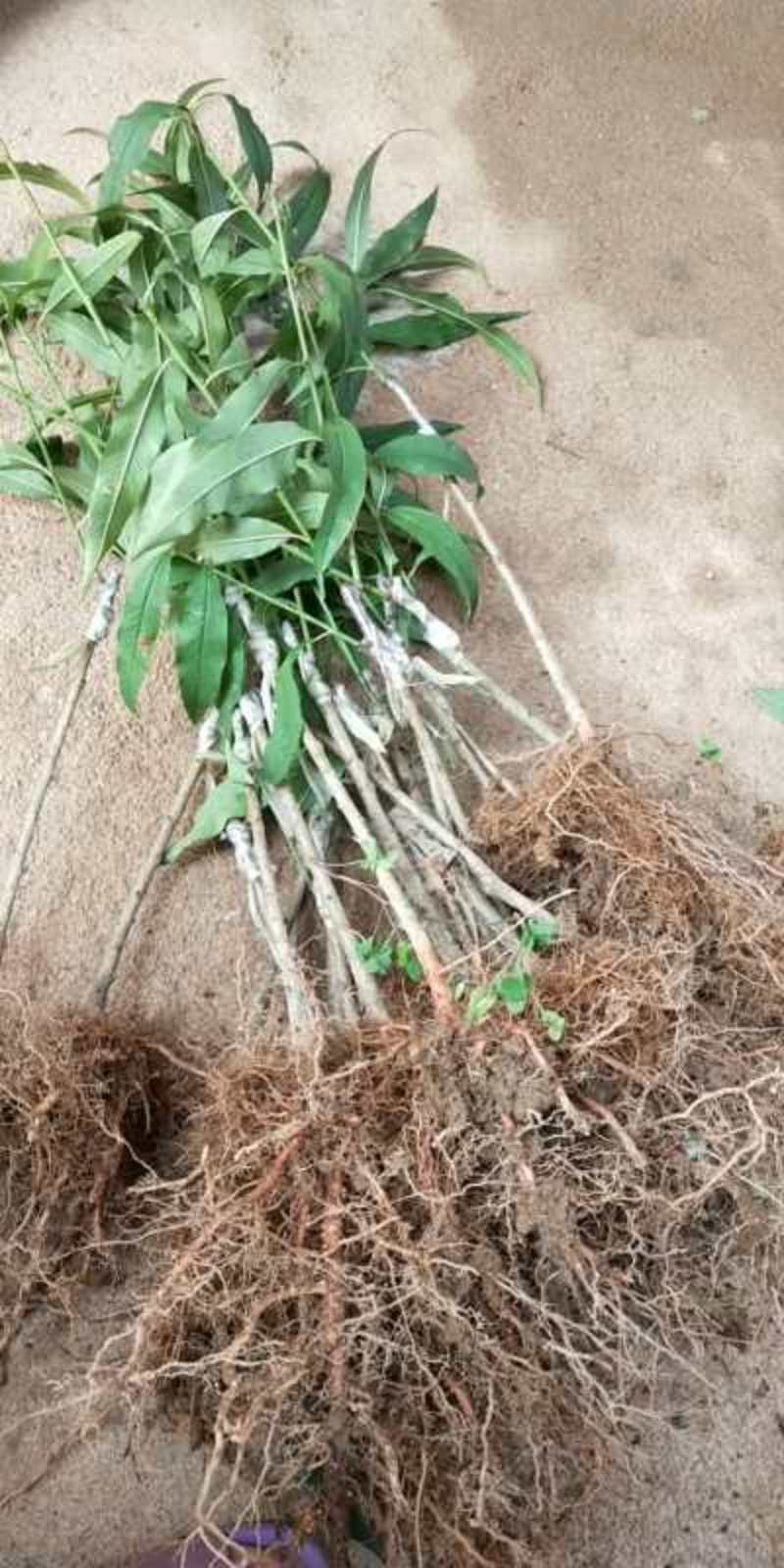 珍珠李子树苗40~50cm地苗南方种植