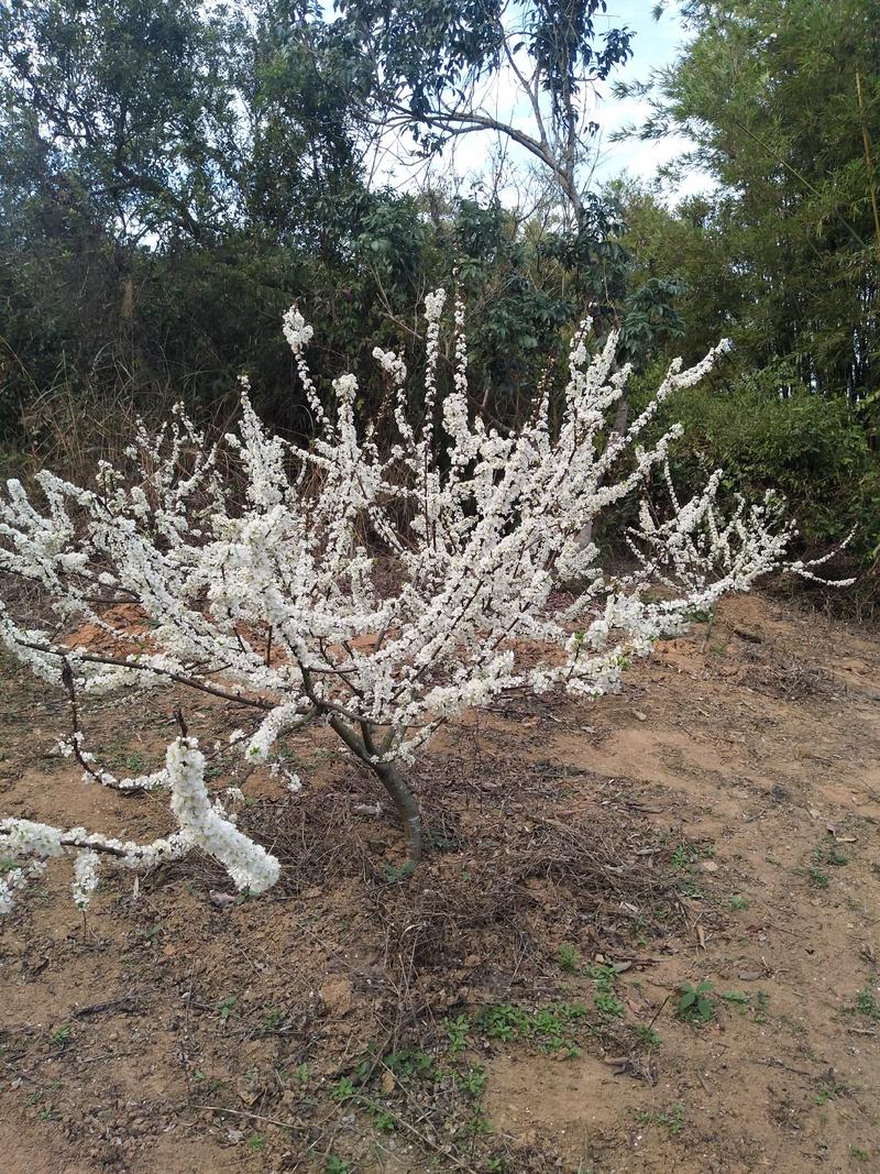 珍珠李子树苗40~50cm地苗南方种植