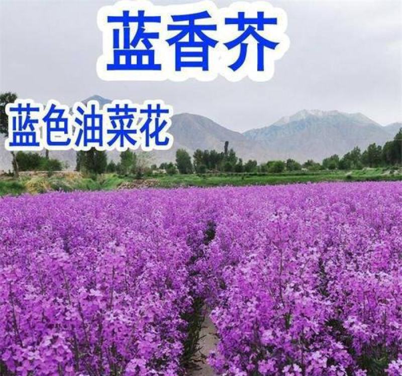 新蓝香芥种子兰香芥欧亚香花芥花籽秋冬播种耐寒庭院街道景区
