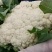 河北邯郸有机花，花白，个头大小均匀，欢迎全国商超合作