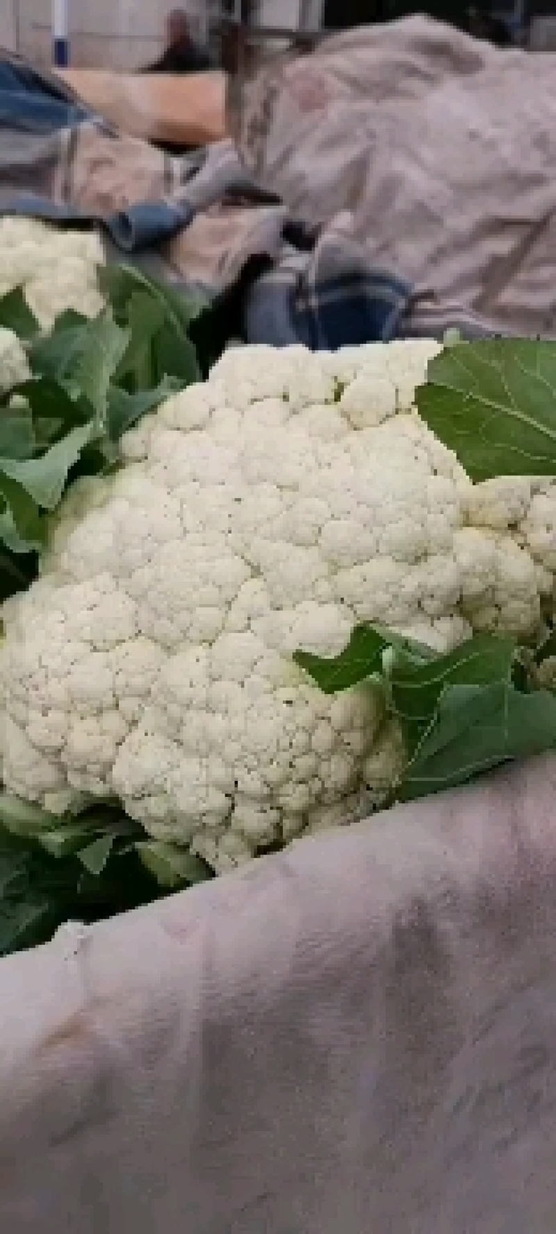 河北邯郸有机花，花白，个头大小均匀，欢迎全国商超合作