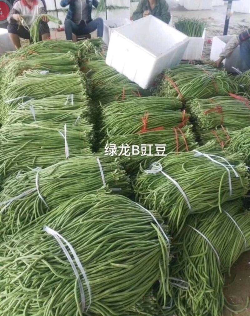 绿龙B豇豆种子小叶耐热适合春秋栽培结荚多肉厚翠绿