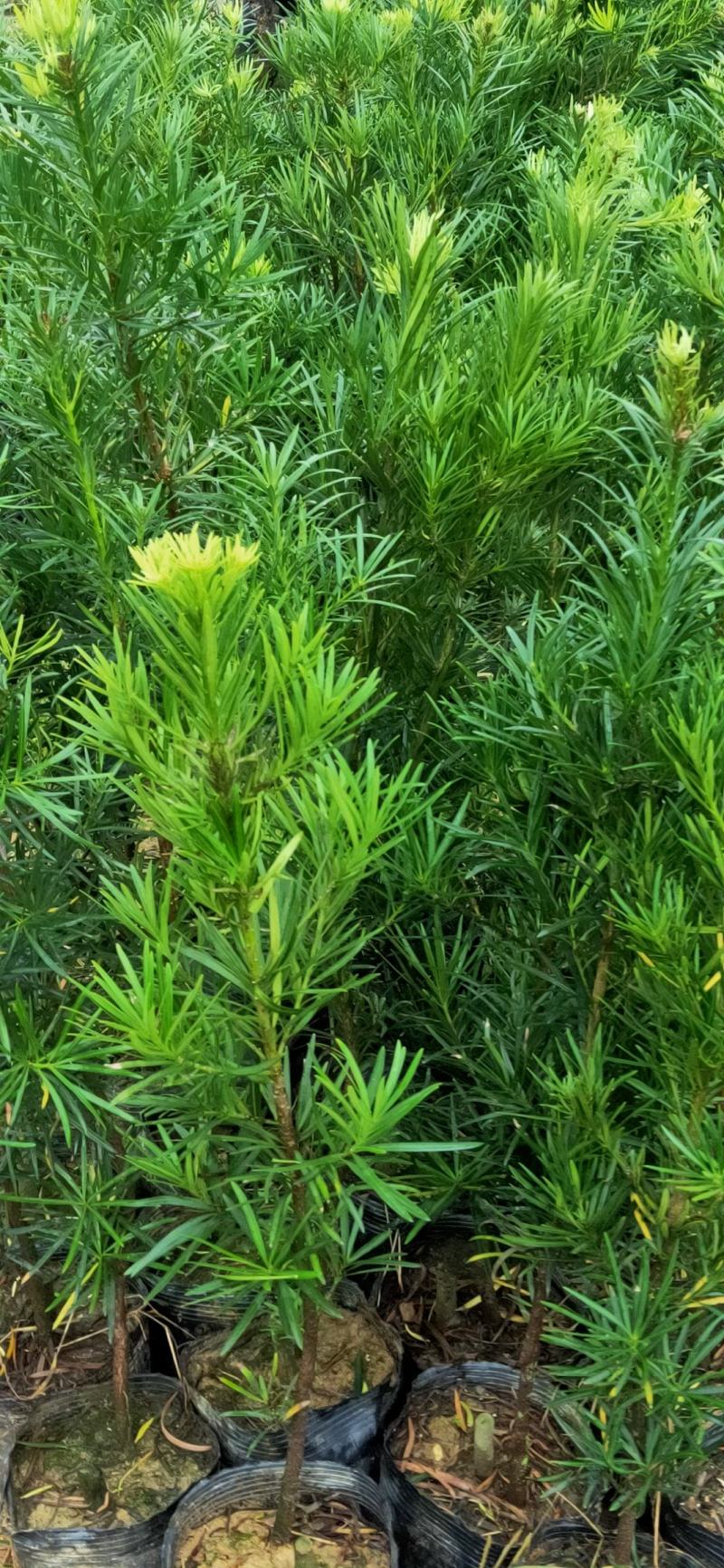 罗汉松苗供应各种规格的欢迎有需要的朋友选购