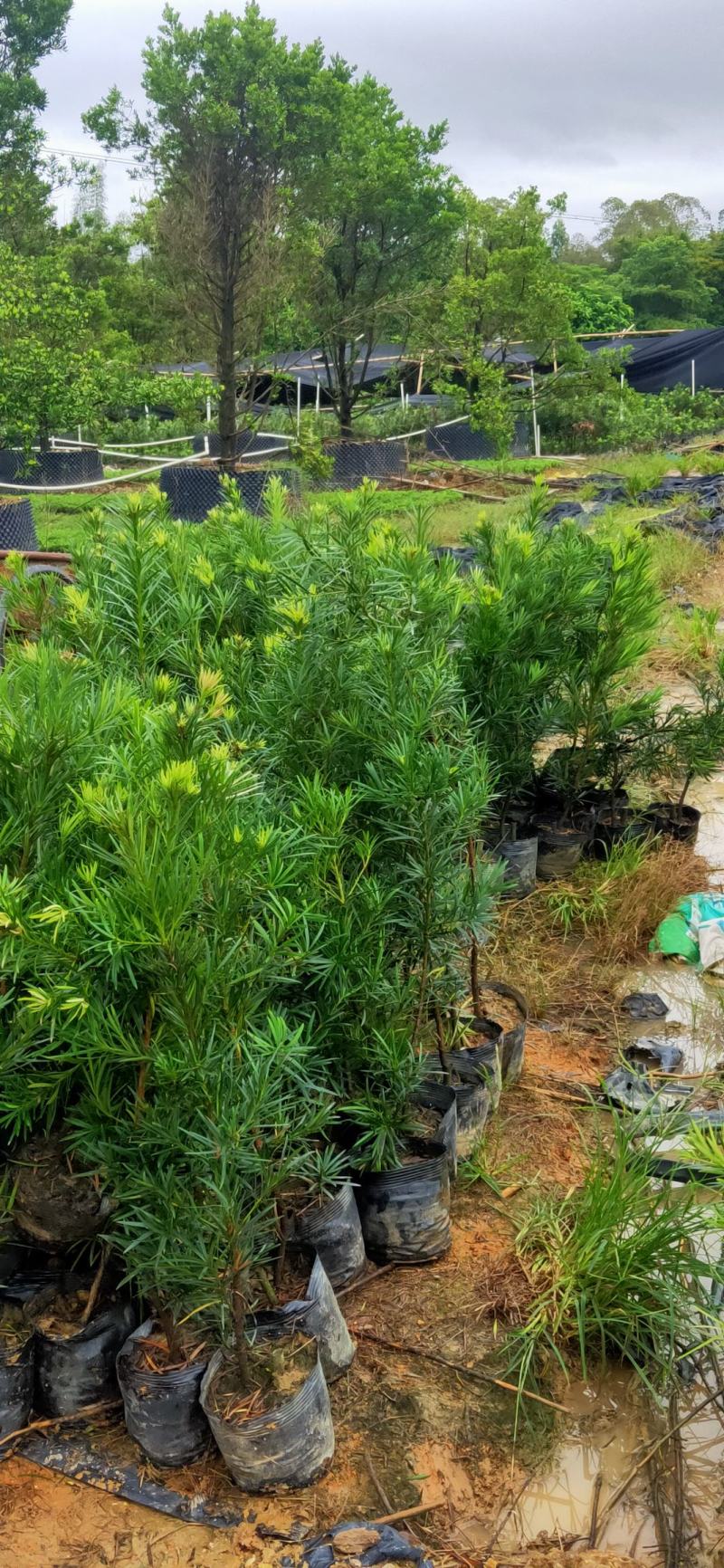 罗汉松苗供应各种规格的欢迎有需要的朋友选购