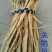 防风内蒙产地直发品质保证上等货品诚信经营