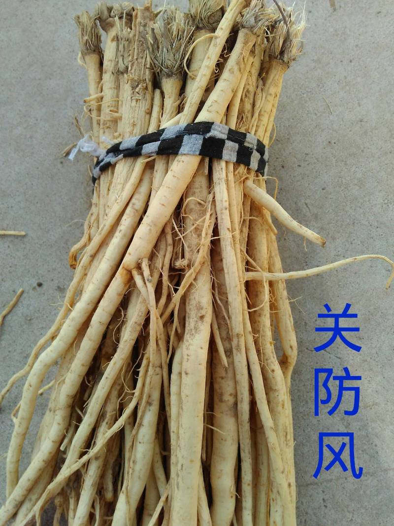 防风内蒙产地直发品质保证上等货品诚信经营