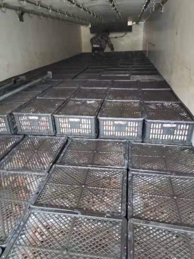 广西桂林柿饼干果柿饼电商商超批发圆饼吊饼广西优质柿饼子