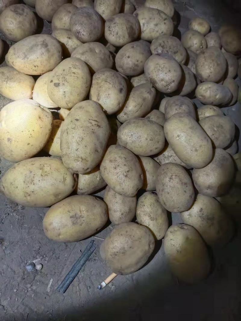黄皮黄心EV土豆个头大，薯型好，颜色好，